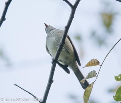 Contopus latirostris