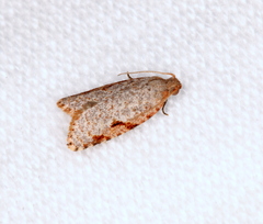 Meritastis piperata