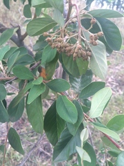 Cotoneaster glaucophyllus