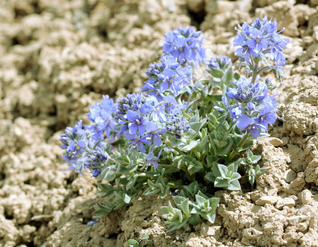 Veronica luetkeana