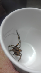 Palystes superciliosus
