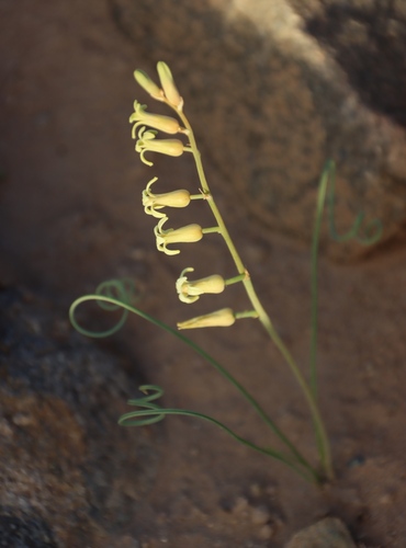 Dipcadi brevifolium