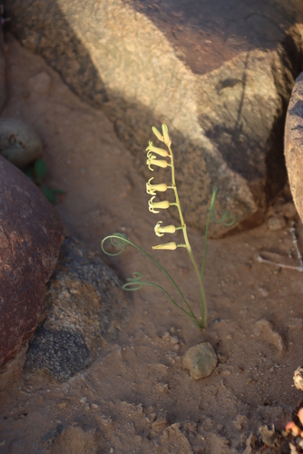 Dipcadi brevifolium