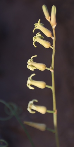 Dipcadi brevifolium