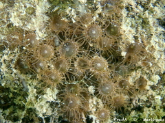 Image of Isozoanthus sulcatus