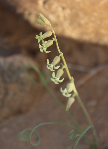 Dipcadi brevifolium
