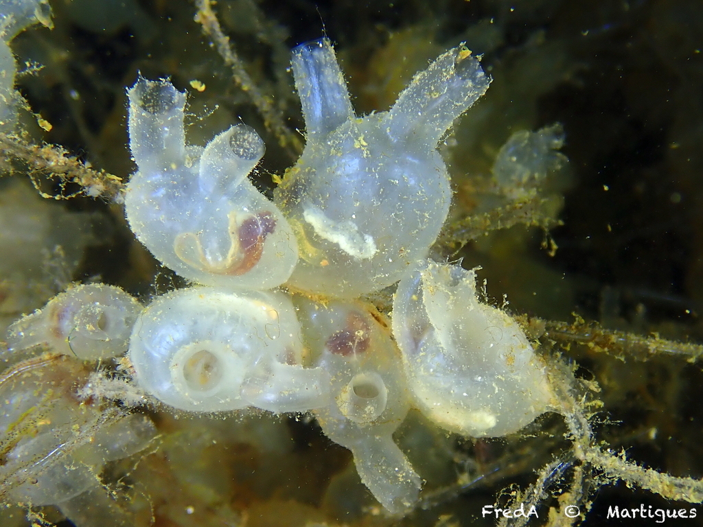 Molgula