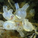 Northern Sea Squirt - Photo (c) Frédéric ANDRE, some rights reserved (CC BY-NC), uploaded by Frédéric ANDRE