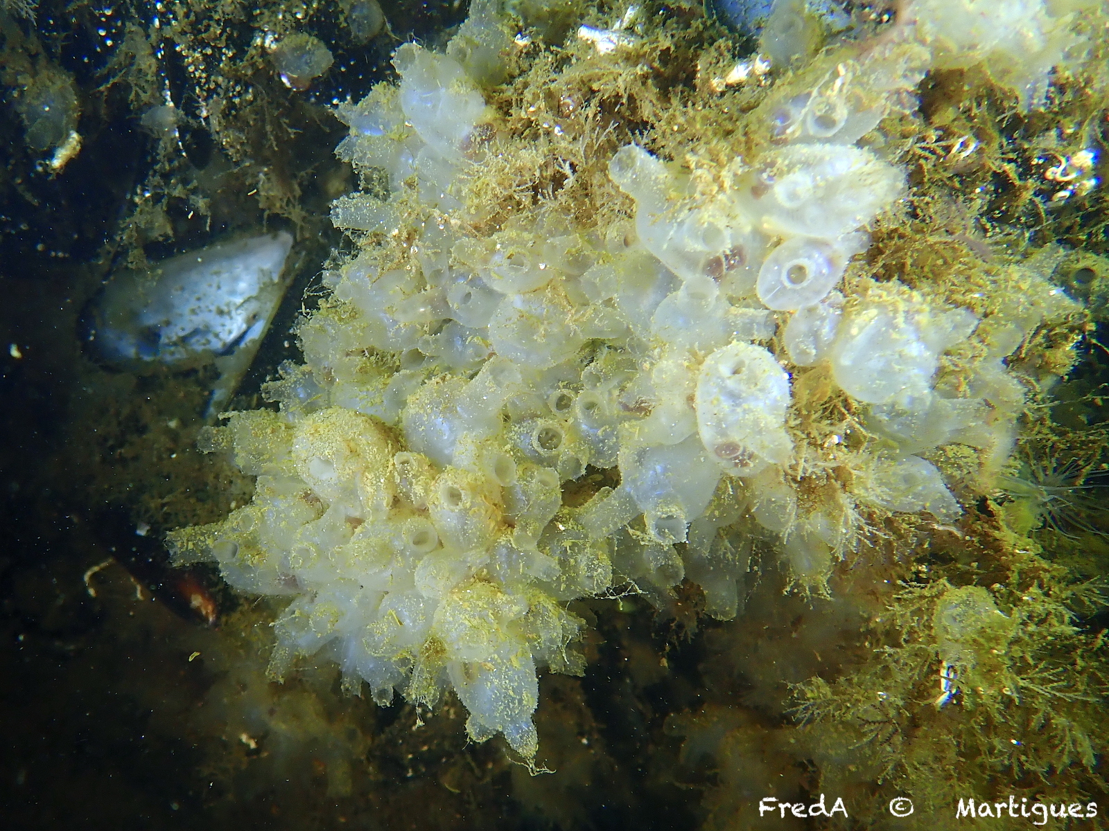 Molgula manhattensis (De Kay, 1843)