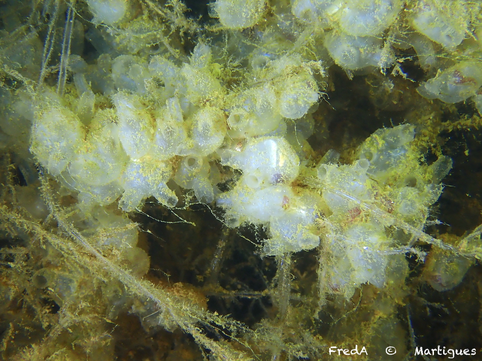 Molgula manhattensis (De Kay, 1843)