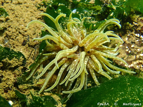 Anemone cenere