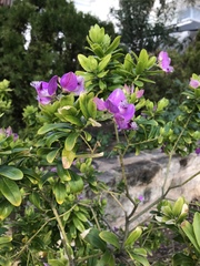 Polygala myrtifolia