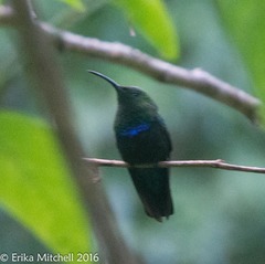 Eulampis holosericeus