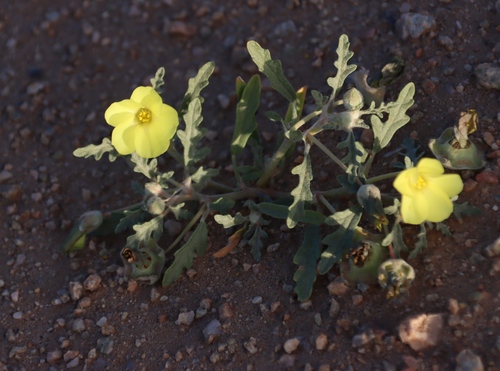Image of Woolly Snotblom by (c) Tony Rebelo, some rights reserved (CC BY-SA)