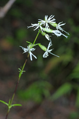 Silene foliosa