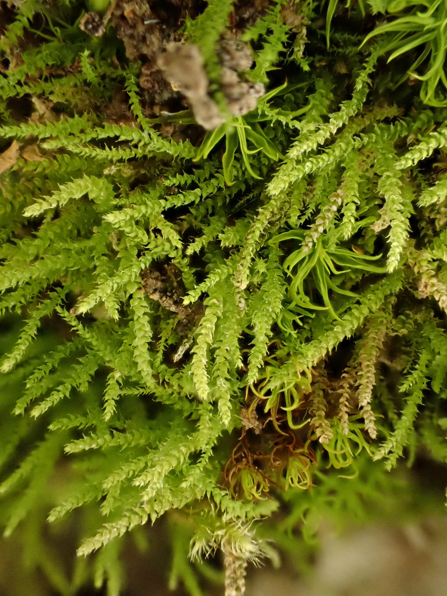 Myurella sibirica