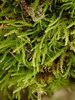 Siberian Myurella Moss - Photo (c) Stefan Gey, some rights reserved (CC BY-NC), uploaded by Stefan Gey
