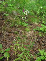Silene foliosa