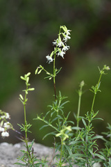 Silene foliosa
