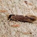 Detritus Moth - Photo (c) Grey Smith, some rights reserved (CC BY-NC), uploaded by Grey Smith