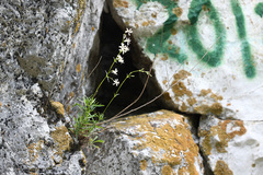Silene foliosa