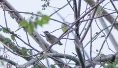 Vireo altiloquus