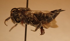 Coelioxys rufitarsis