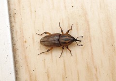 Sphenophorus brunnipennis