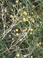 Solanum elaeagnifolium