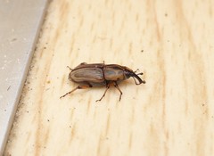 Sphenophorus brunnipennis