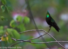 Orthorhyncus cristatus