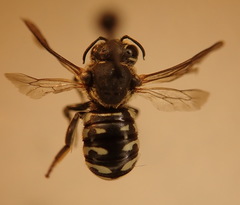 Dianthidium
