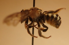 Dianthidium