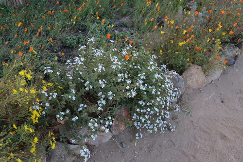 Image of Jamesbrittenia fruticosa by (c) Tony Rebelo, some rights reserved (CC BY-SA)