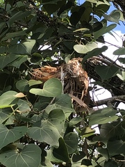 Oriolus flavocinctus