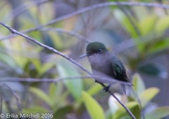 Orthorhyncus cristatus