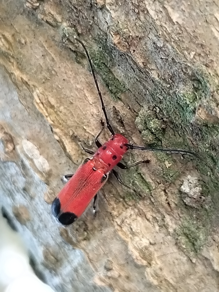 Phaea maryannae