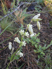 Silene jeniseensis