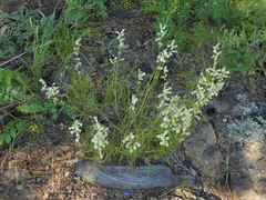 Silene jeniseensis