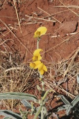 Crotalaria novae-hollandiae