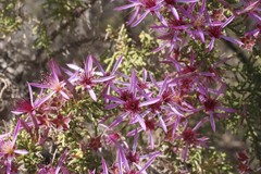 Calytrix exstipulata