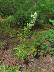 Silene macrostyla