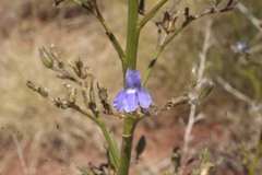 Goodenia azurea