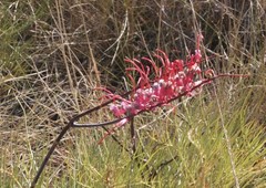 Grevillea dryandri