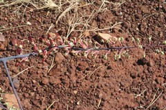 Grevillea dryandri