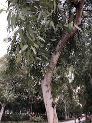 Magnoliopsida