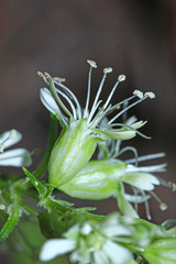 Silene macrostyla