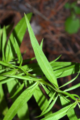 Silene macrostyla