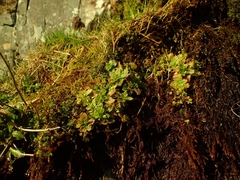 Micranthes stellaris