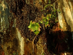 Micranthes stellaris